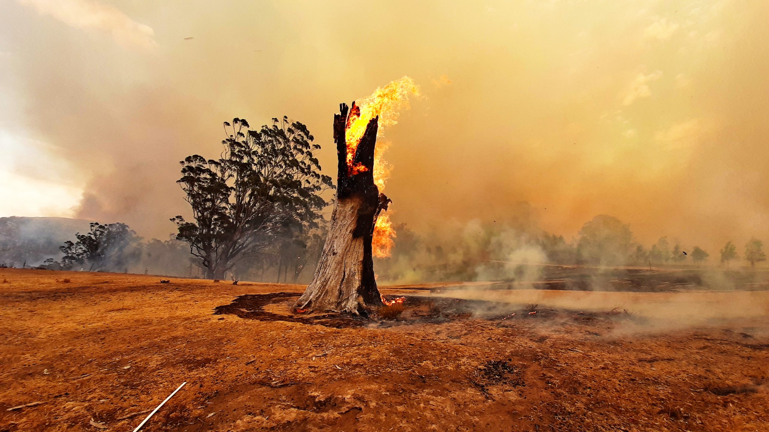 A burned tree trunk on fire in the middle of a burned landscape.