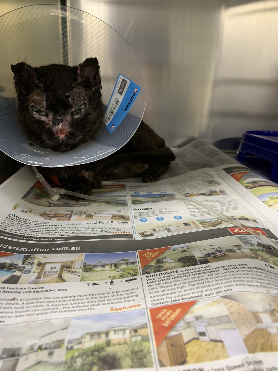 Cat with burnt face wearing an elizabethan collar on newspaper