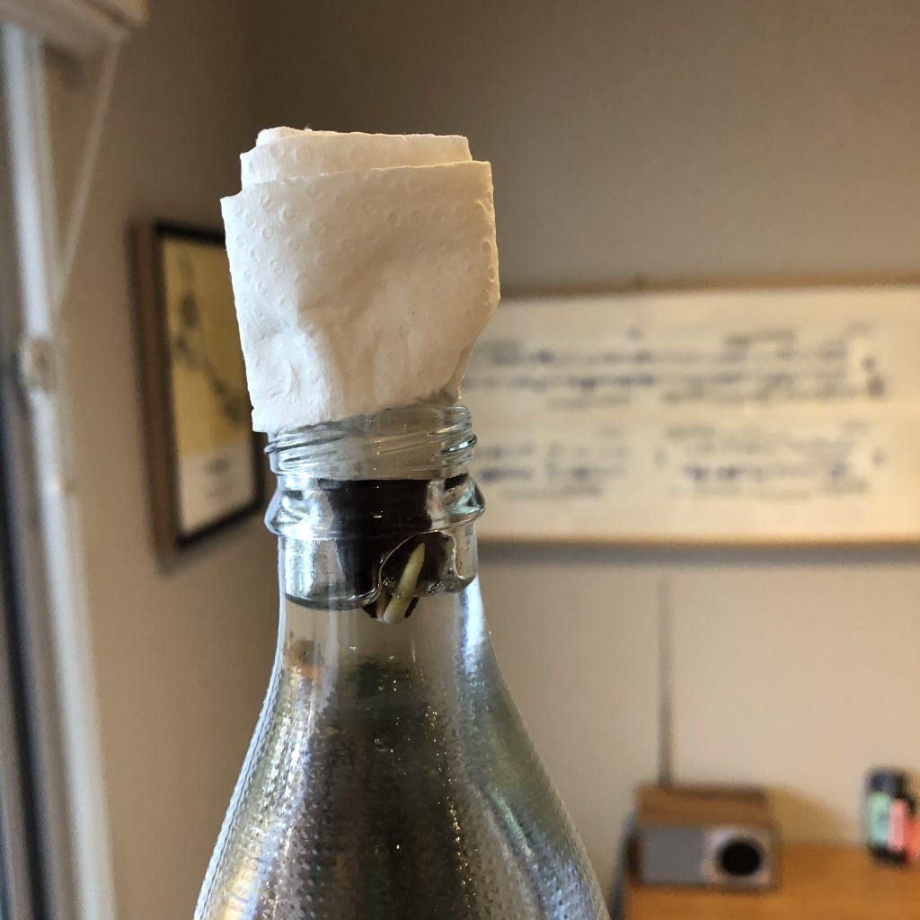 An acorn wrapped in paper towel in a clear glass bottle, facing an interior with framed prints