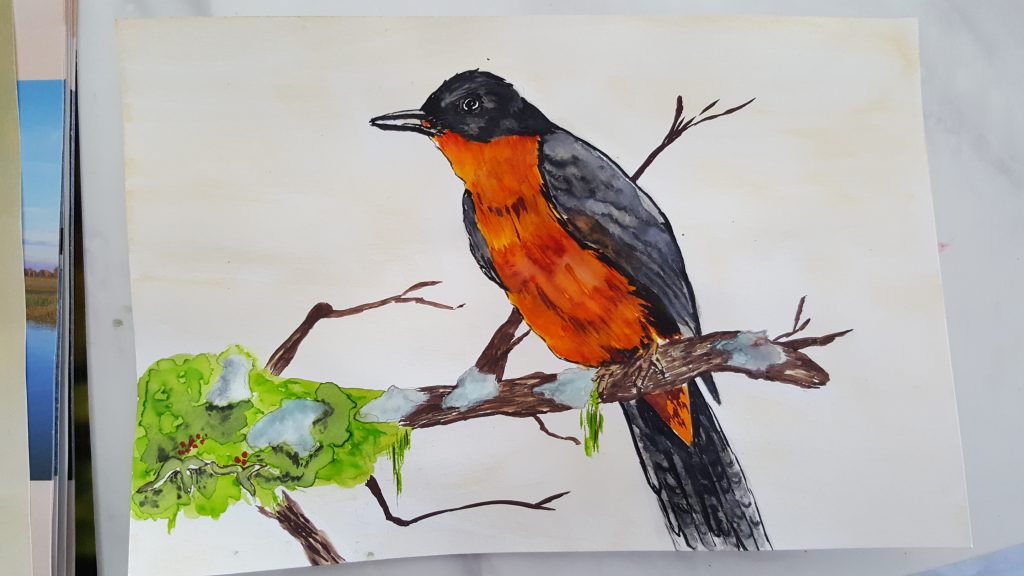 a watercolour painting of a bird perched on a branch with a deep orange chest and black outer feathers.