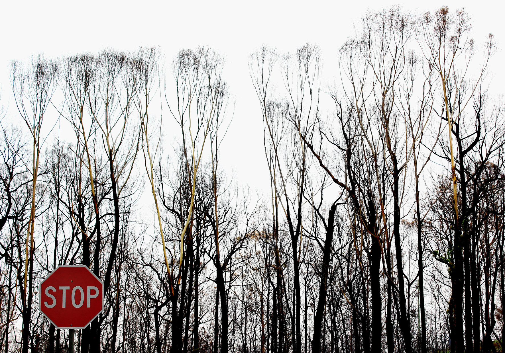 Burnt trees still standing after a bushfire