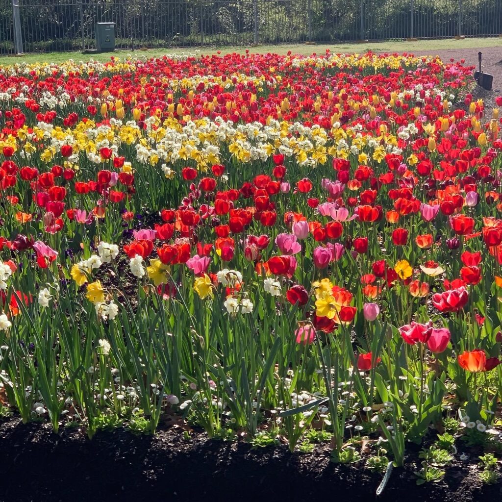 A large display of pink, yellow, red, white and purples tulips.
