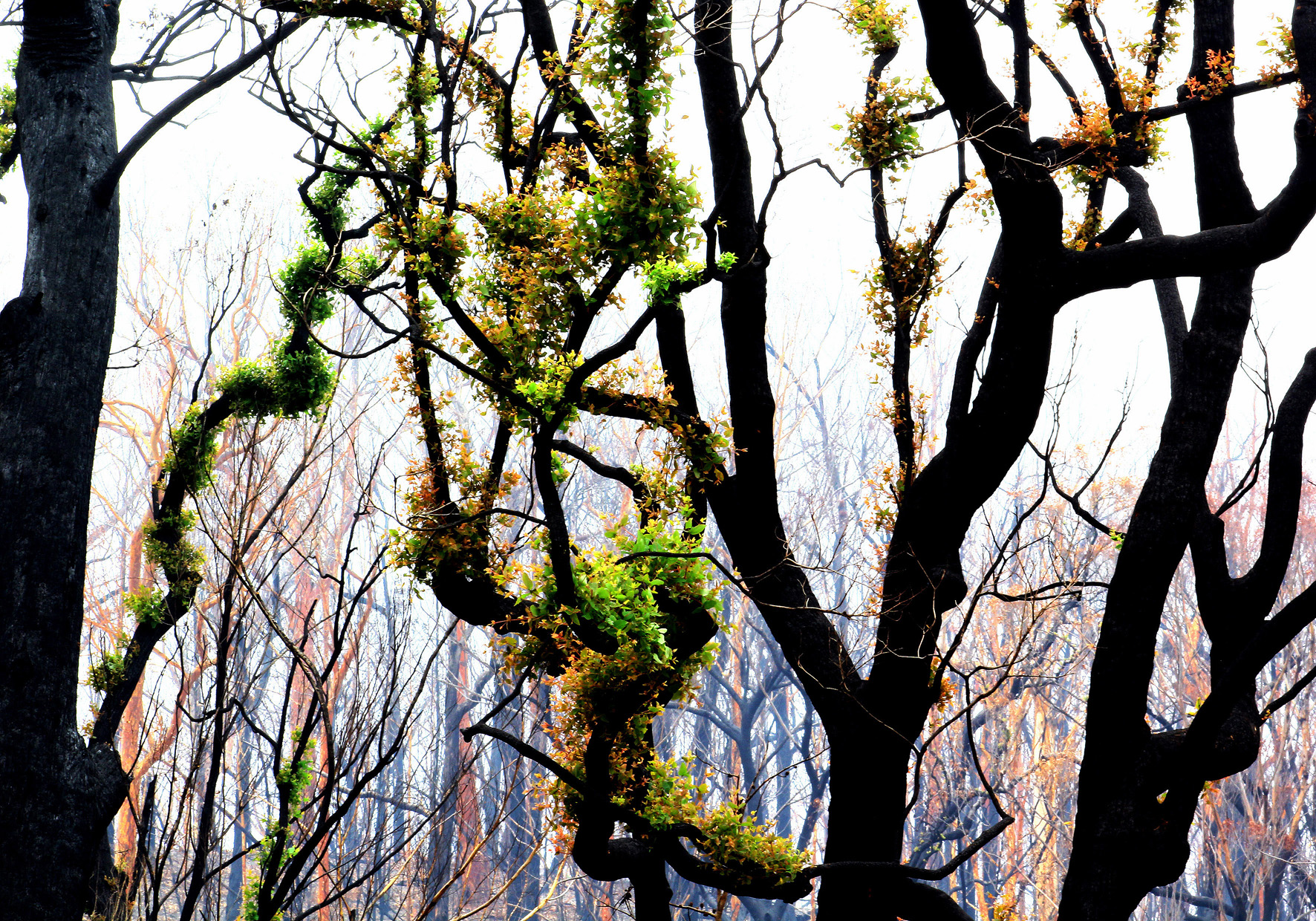 green regrowth on still burnt trees.