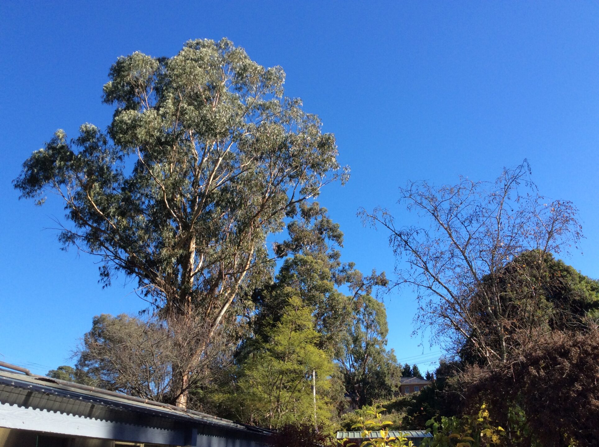 A photo of a large gum tree with a clear blue sky behind it