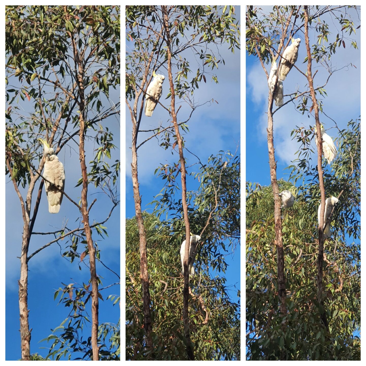 Three photos of cockatoos in gum trees collages together