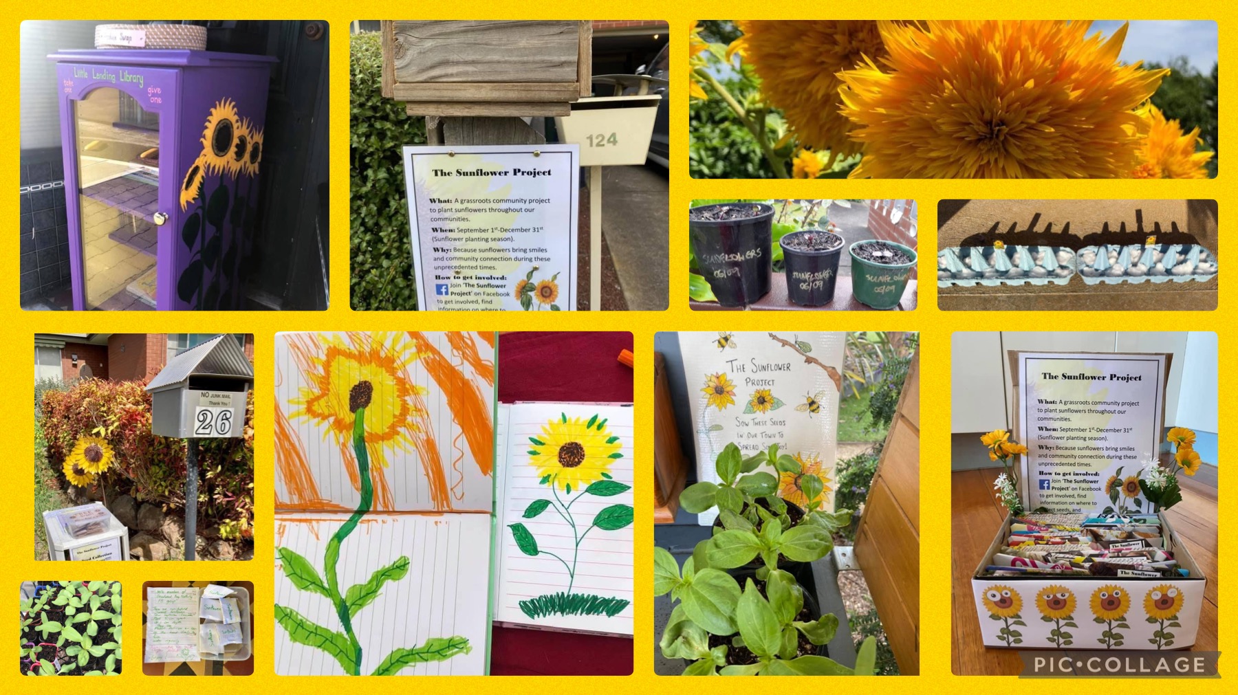 A montage of photos relating to sunflowers including drawings, painted boxes, gardens and signs.