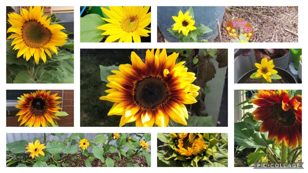 A collage of close us photos of yellow sunflowers.