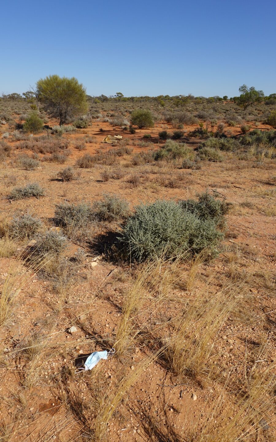 A blue surgical mask on the ground in outback Australia.