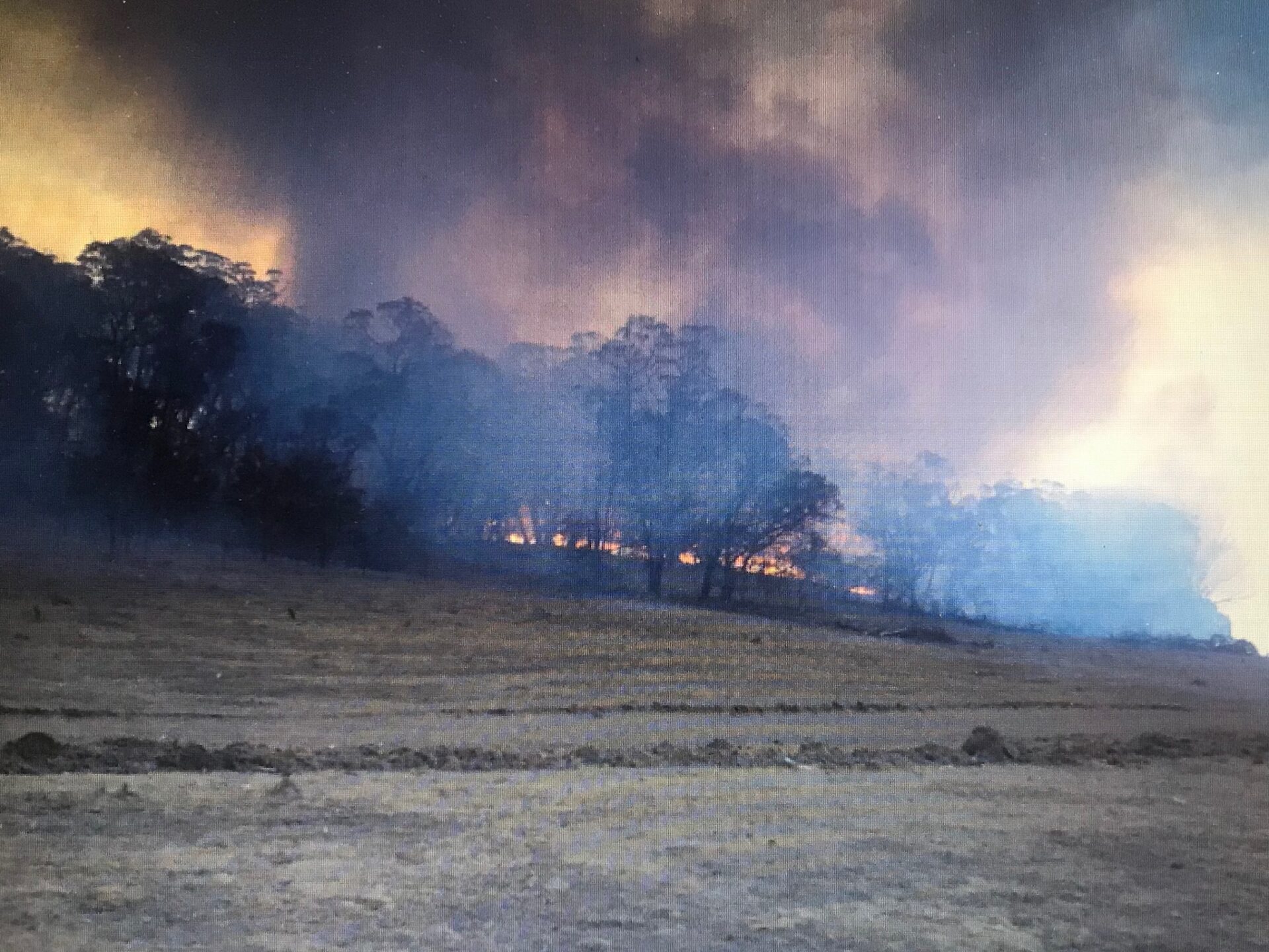 a smoke plume above trees in a paddock